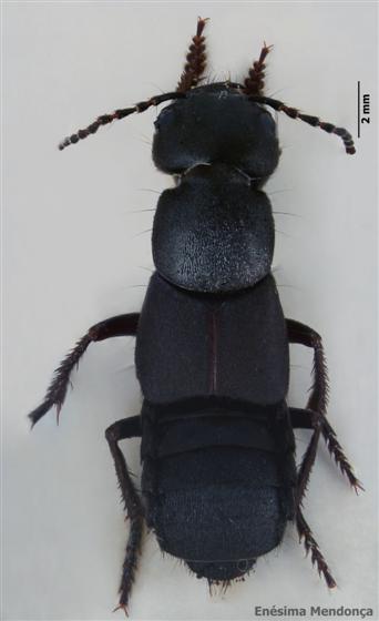 Ocypus olens (Müller, 1764)